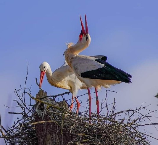 اگر گم گردد این بی دل از آن دلدار جوییدش